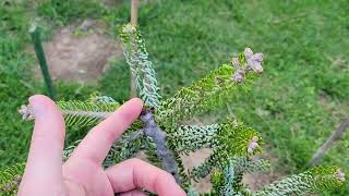 Conifer Update Hiba Cedar Spruce Pine Korean Fir Virginia Pine Chinese Fir Plum Yew [upl. by Aidiruy455]