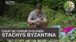 le coup de cœur dOlivier  le Stachys byzantina [upl. by Ronica83]