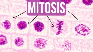 Mitosis Activity Middle School [upl. by Bowne]