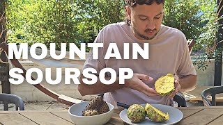 Homegrown Mountain Soursop  Annona Montana [upl. by Alo]