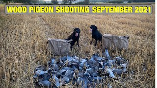 Pigeon Shooting  Wood Pigeon Shooting September 2021 [upl. by Aelat]