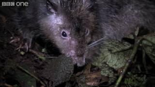 Giant Rat discovered  Lost Land of the Volcano  BBC One [upl. by Fitting505]