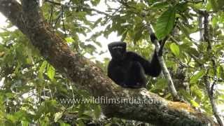 The Hoolock  a rare gibbon from northeast India [upl. by Nojed]