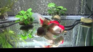 Goldfish Care Filtration Basics Part 1 [upl. by Hermosa]