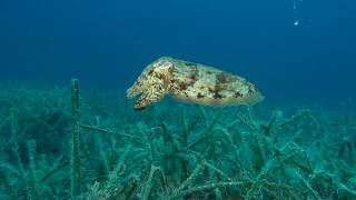 Sepia officinalis  Common cuttlefish [upl. by Ahsenauq411]