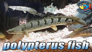 The Ornate Bichir Polypterus ornatipinnis  polypterus fish [upl. by Joey]