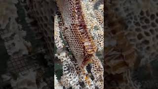 Harvesting Honeycomb ASMR 🐝 shorts [upl. by Henke]