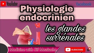 4 Les Glandes Surrénales  Physiologie 2ème MED [upl. by Ahsert]