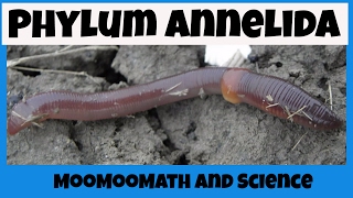 Phylum Annelida Characteristics [upl. by Wheeler]