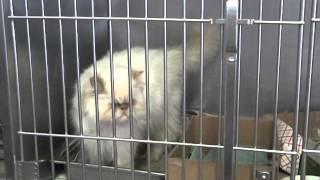 Stereotypy  cat in shelter housingAVI [upl. by Etom]