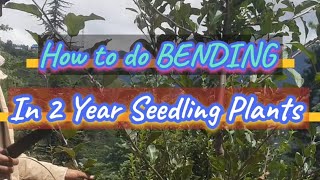 How to do BENDING IN 2 YEAR SEEDLING PLANTS 🍎 devilgala kashmirhorticulture mandibhavtoday [upl. by Riada]