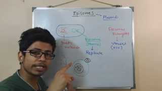 Episome  genomic DNA and plasmid in conjugation [upl. by Notlim]