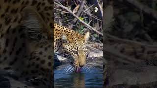 Leopard Drinks From A Well wildlife animals africanwildlife leopard [upl. by Ellennahs]