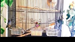 Society Finch Courtship Song Dance Nest Building [upl. by Jacquenette]