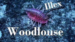 Nage de leurres  Woodlouse Illex  Montage et Animation  GoPro HD [upl. by Esikram744]