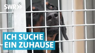 Liebe gesucht Die große Tierheim Doku aus Esslingen [upl. by Clayson]