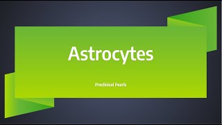 Astrocytes [upl. by Urita709]