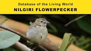 Nilgiri Flowerpecker  Database of the Living World  DBLW [upl. by Aissak153]