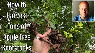 How to Grow Apple Tree Rootstock [upl. by Alleb833]