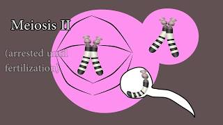 Meiosis and meiotic nondisjunction in trisomy 21 [upl. by Akanke]