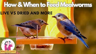 How and When to Feed Mealworms [upl. by Eetnuahs]