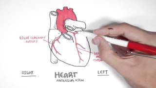 Cardiology  Coronary Blood Supply [upl. by Ilatfan]