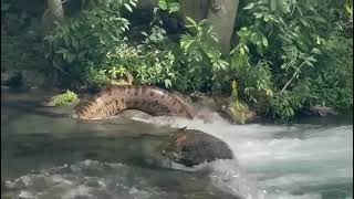 Sucuri na cachoeira em BonitoMS 🇧🇷 [upl. by Nidorf]