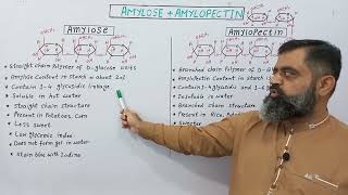 Difference between Amylose amp Amylopectin UrduHindi medium profmasoodfuzailAmylose amylopectin [upl. by Nimajaneb425]