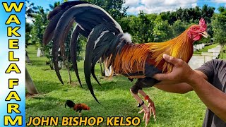 John Bishop Kelso Boston Roundhead  Wakela Farm Big Farm Philippines [upl. by Sass]