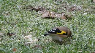 2023 December MY WILDLIFE Goldfinch Bad Fallingbostel Germany [upl. by Enyaht]