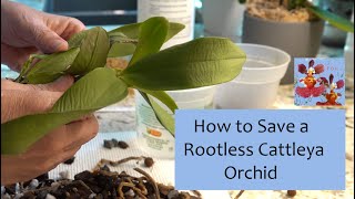 How to Save a Rootless Cattleya Orchid Hopefully  Sphag N Bag Rescue Method  Moss and Moisture [upl. by Mirella]