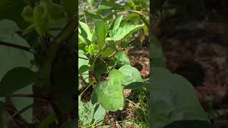 Roselle aka sorrelhibiscus finally survives floridagardening foodforest [upl. by Carver]