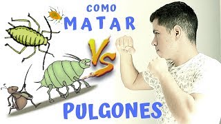 7 MANERAS ORGANICAS PARA ELIMINAR PULGONES [upl. by Yelekreb]