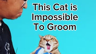 This Cat Is Impossible to groom they say See what happens in the end [upl. by Luanni]