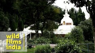 Peace Pagoda in Darjeeling [upl. by Rfinnej]