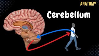 Cerebellum Anatomy External amp Internal Structures Tracts Nuclei [upl. by Landri]