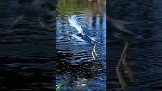 Tricolored Heron changing fishing spots florida wildlife nature birds heron [upl. by Kalinda]