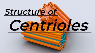 Centrioles  Structure of Centrioles  3D animated videos [upl. by Sturdivant]