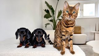 Mini Dachshunds amp Bengal Cat together [upl. by Spearman4]