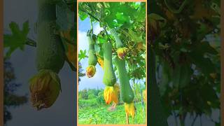 Enjoy beautiful farming life 🍍🍓🍒 trending nature garden fruit satisfying shorts [upl. by Wallace]