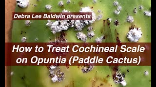 How to Treat Cochineal Scale on Cactus [upl. by Keven]