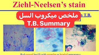 ملخص ميكروب السل Mycobacteria TB Summary [upl. by Kataway]