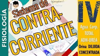 SISTEMA DE CONTRACORRIENTE Formación de ORINA CONCENTRADA y DILUIDA ADH FISIOLOGÍA RENAL P4 [upl. by Enihsnus237]