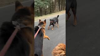 Rottweiler barking on German shepherd 😱😱 shorts viral trending dogs [upl. by Ericka]