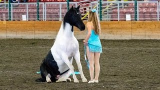 Liberty and Free Riding Performance at the Evergreen State Fair [upl. by Aneeras92]