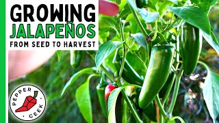 How To Grow Jalapeño Peppers For Beginners From Seed To Harvest  Pepper Geek [upl. by Ulane154]