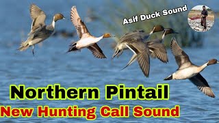 Northern pintail duck new hunting call sound  Pintail duck ki awaz  Northern Pintail Best Sound [upl. by Kho]