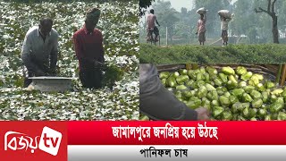 জামালপুরে জনপ্রিয় হয়ে উঠছে পানিফল চাষ  Bijoy TV [upl. by Florinda888]