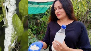 Simple solution for Mealybug  Zero cost home made pesticides [upl. by Evvie]