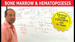 Bone Marrow and Hematopoiesis  Blood Cells Formation [upl. by Viole]